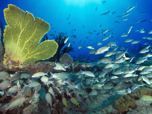 ��������� ��� ���� 15