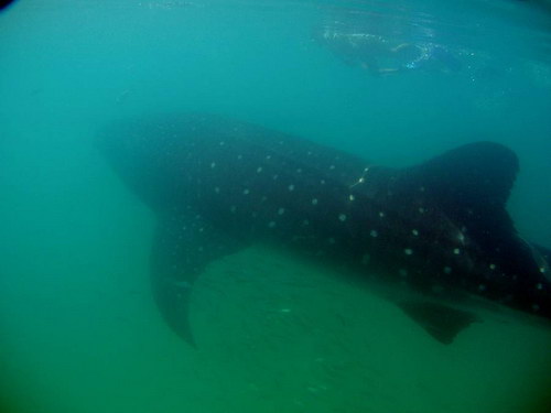 �������� ��� :: �������������� ������ - ������� ����� ���� 21