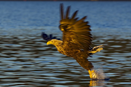 ������� ���� 26