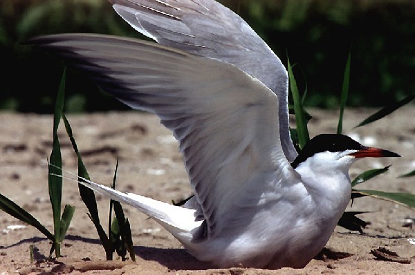 �������� ��� :: ��� ����� ���� :: ���������� 2