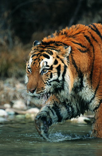 ����� ����� ���� 1
