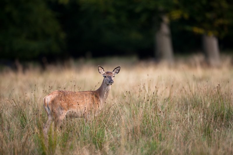 ����� :: ���������� 2