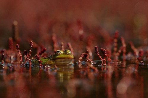 �������� ��� :: ��� ����� ������� ���� 11