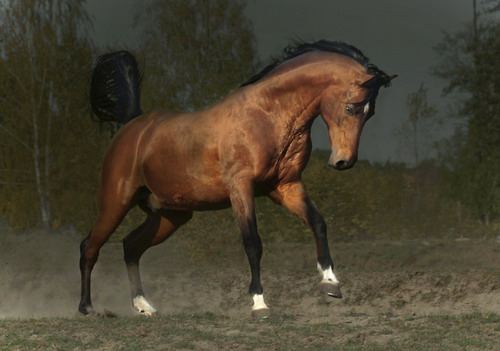 ������� ���� 16