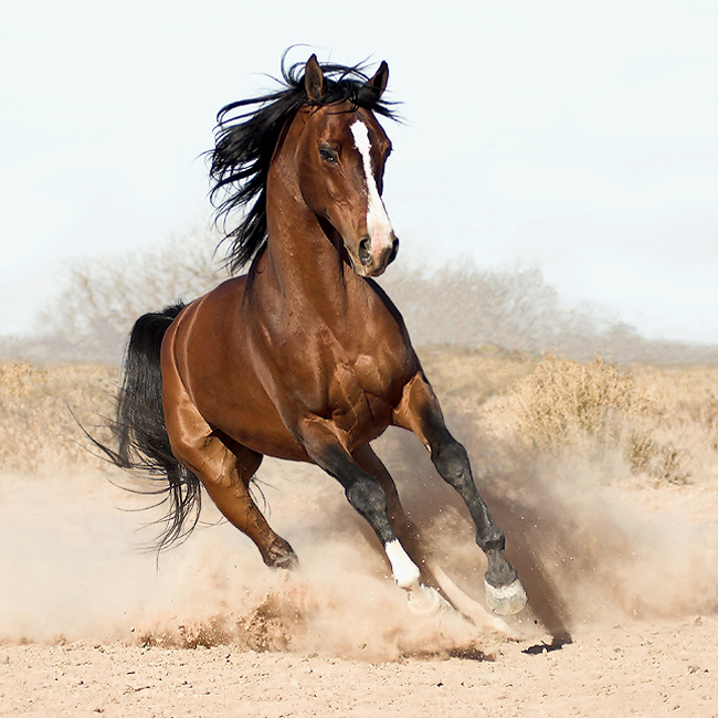 ������� :: ���������� 1