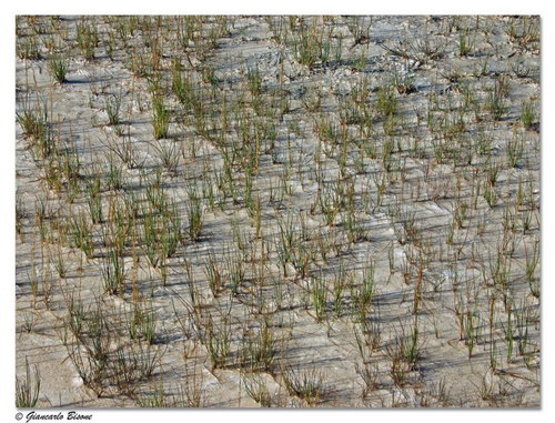 ������� :: ������������ ���� Yellowstone ���� 36