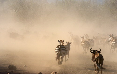 ����� ���� 4