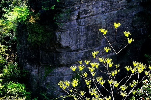 ������������ ���� ���������� (Zhangjiajie) ���� 11
