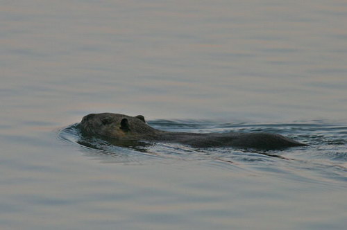 �������� ��� :: ������ ���� 21
